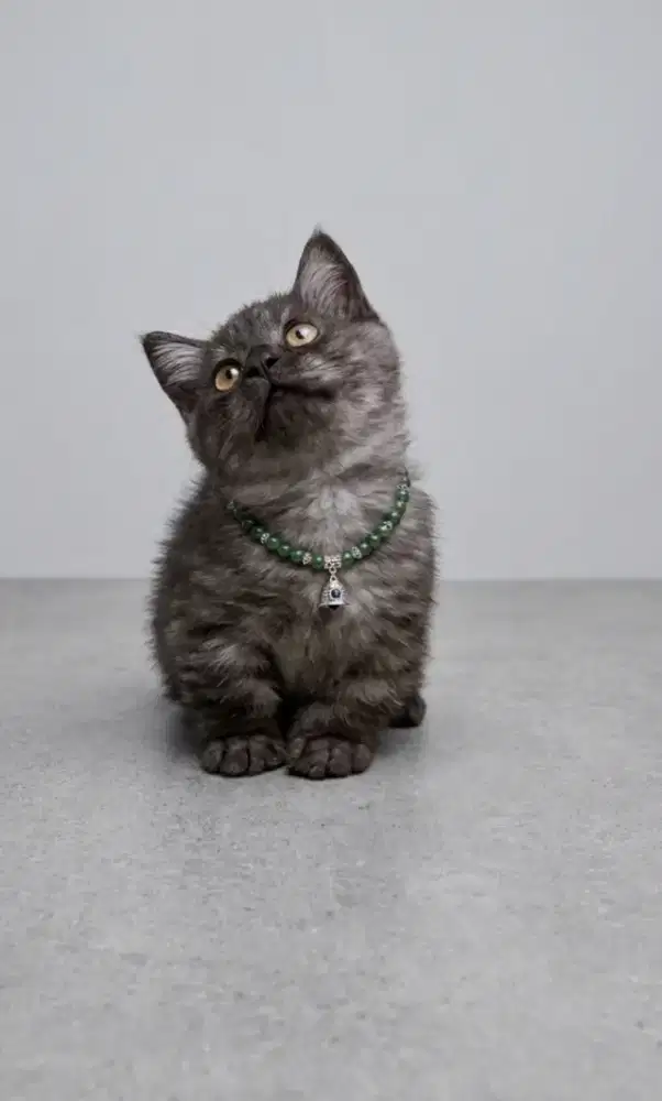 Munchkin BSH Black Jantan