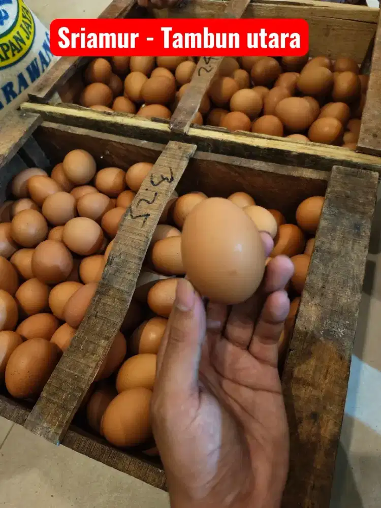 TELUR AYAM 1 KG TELOR AYAM