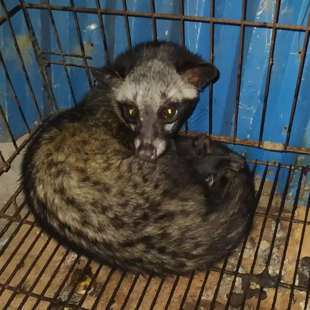 Musang pandan 4 bulan