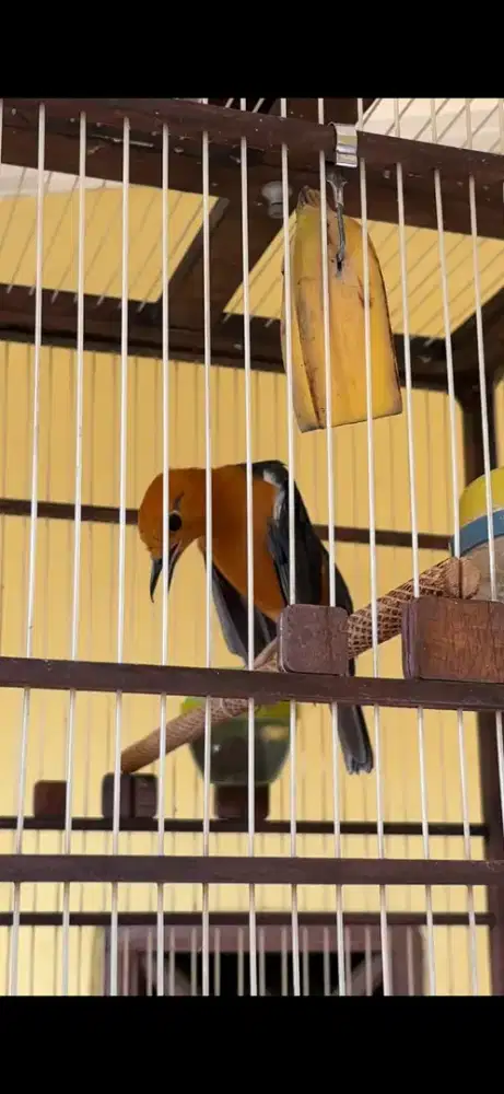 Jual burung anis merahh gacorr