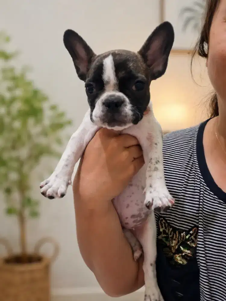 Dijual anakan frenchie