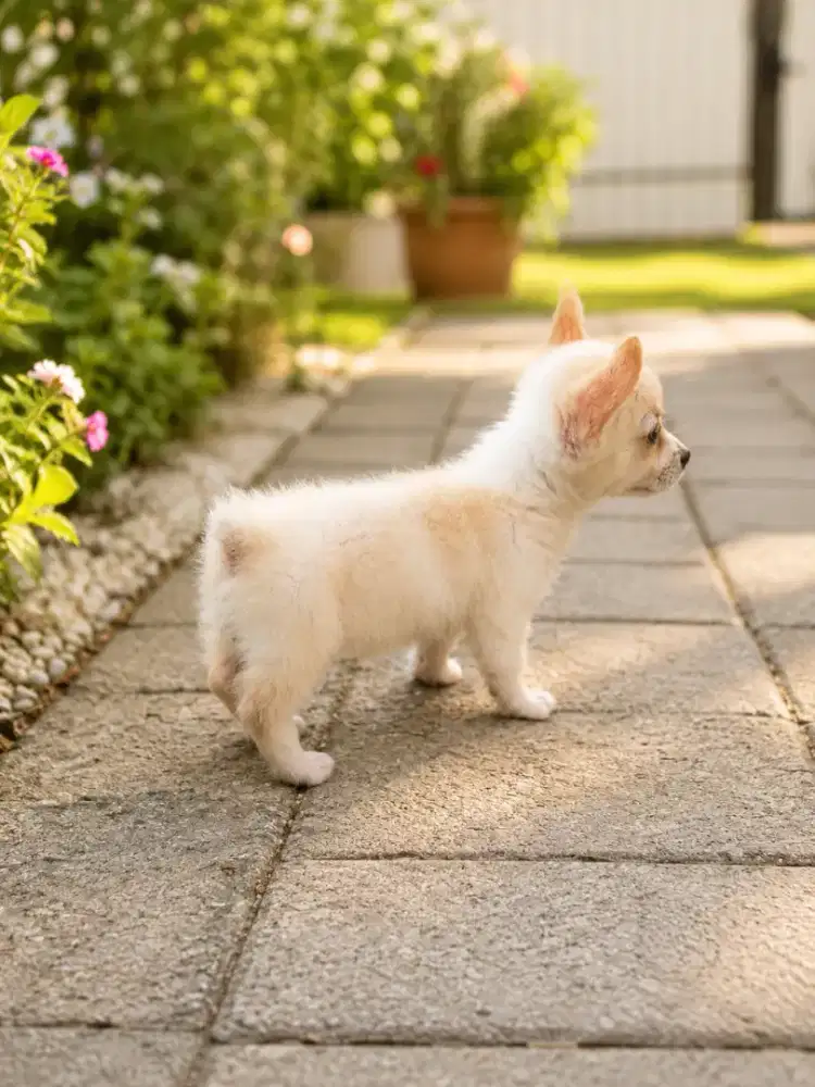 Dijual anakan corgi warna unik