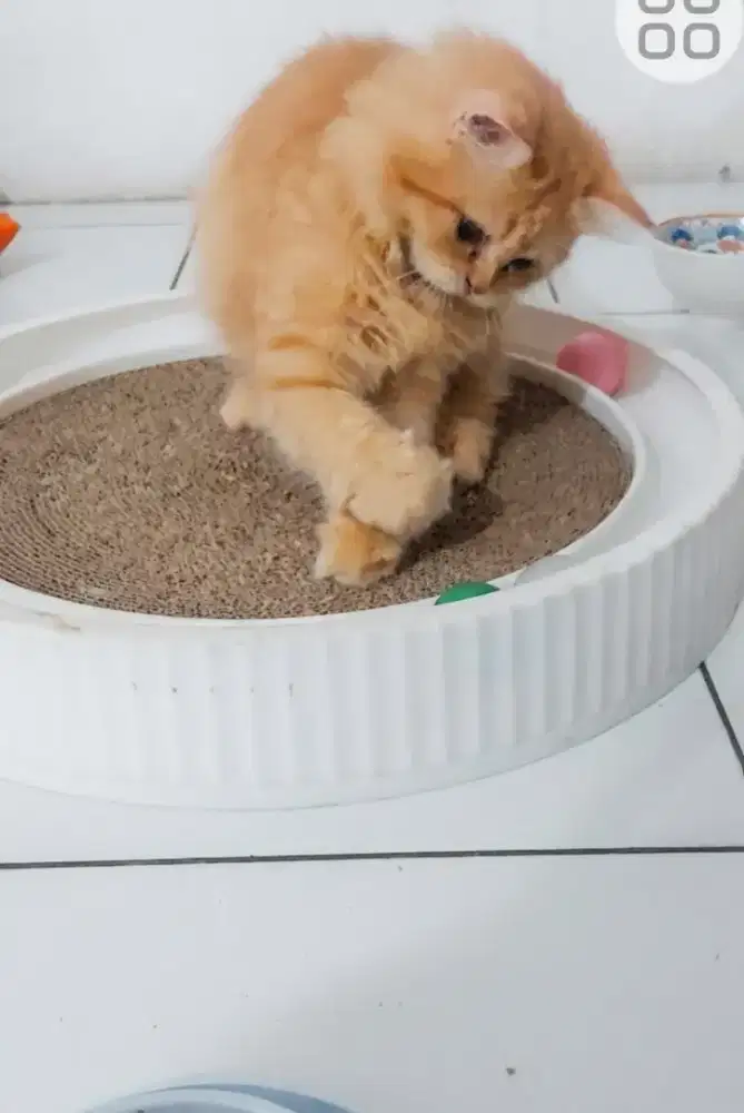 Kucing BSH x Peaknose