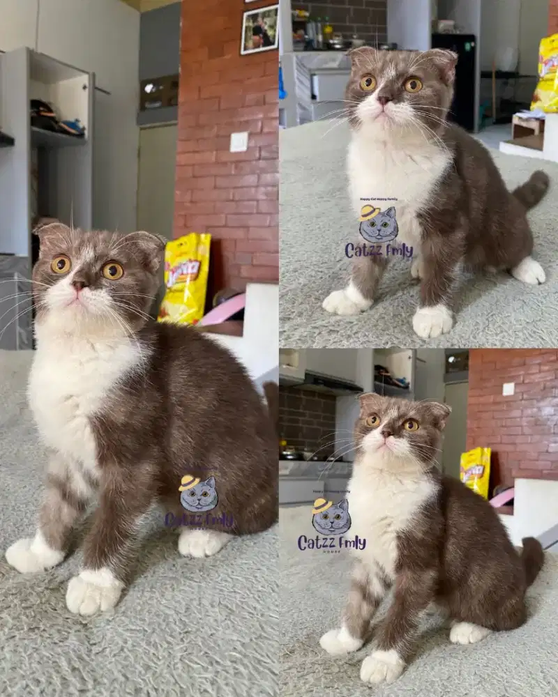 BSH SCOTISH FOLD DOUBLE FOLD SHORTHAIR BICO CHOCO