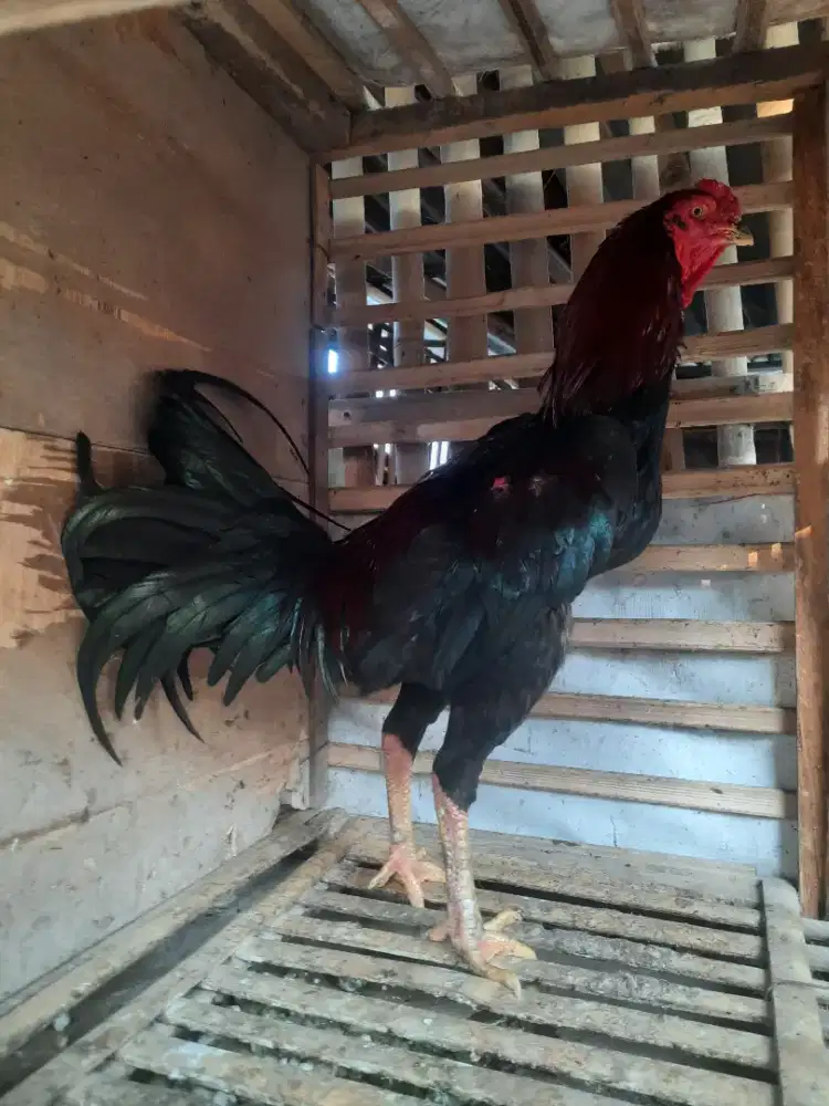 Ayam bangkok muda