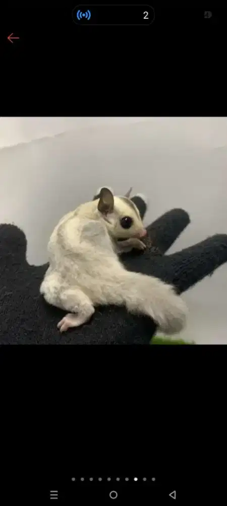Sugar Glider Joey