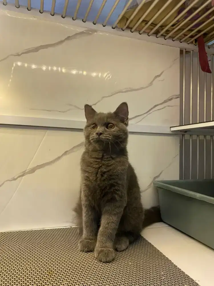 BSH BRITISH SHORTHAIR BLUE SOLID