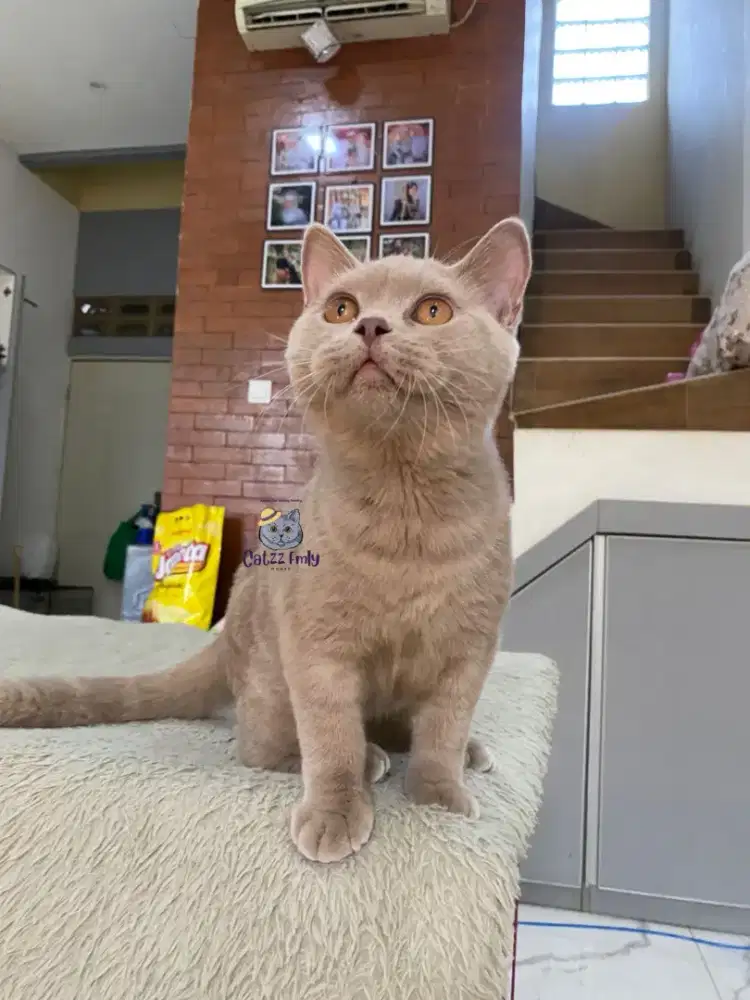 BSH BRITISH SHORTHAIR LILAC
