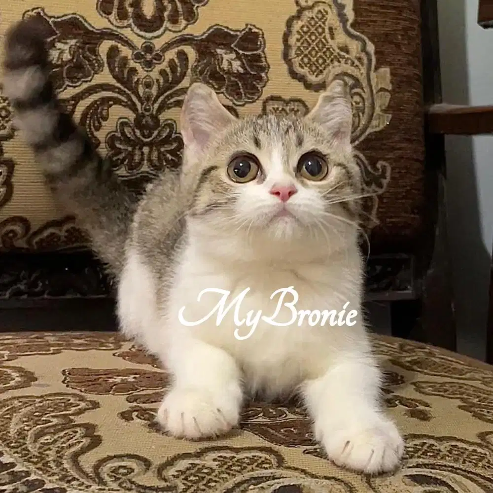 Kucing scottish straight cantik murmerrrr