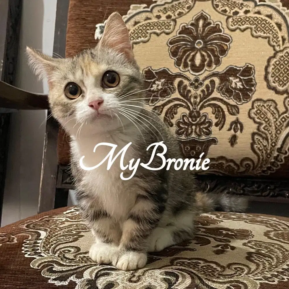 Kucing munchkin british shorthair betina