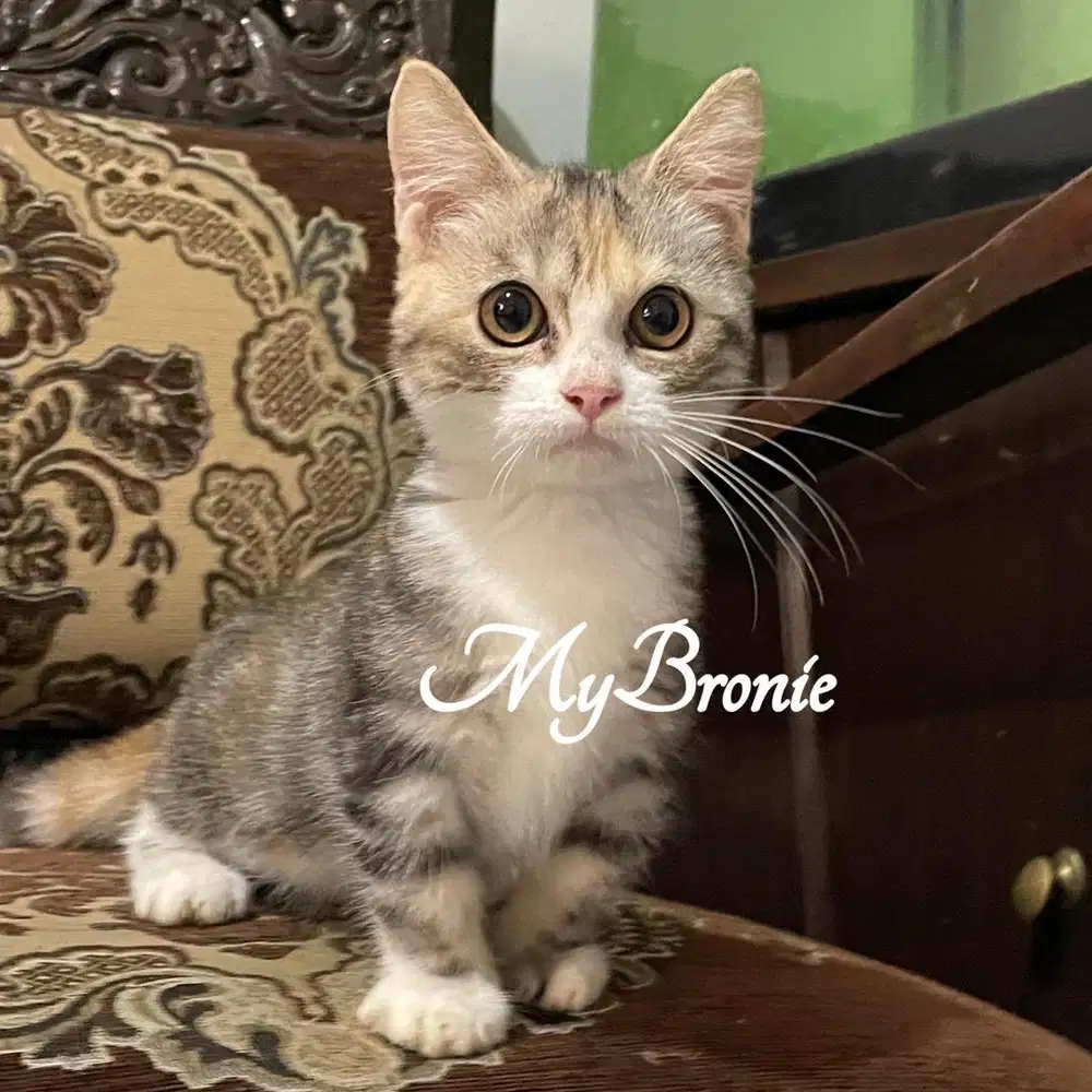 Kucing munchkin british shorthair betina