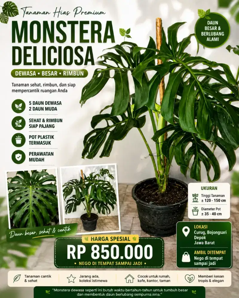 Jual Monstera Deliciosa Dewasa Besar