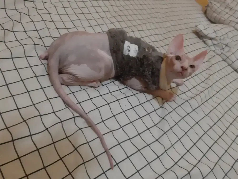 Kucing spynx ( kucing tanpa bulu )