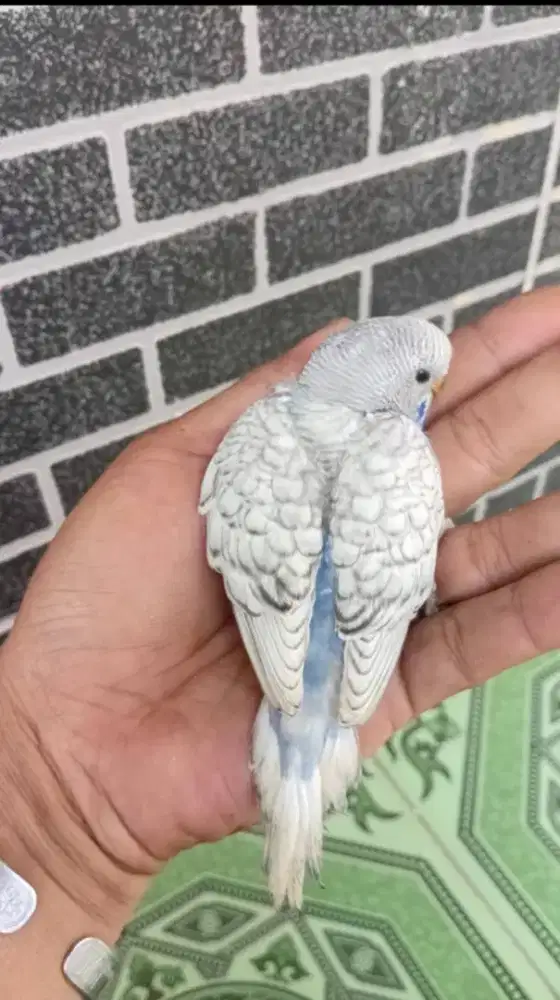 burung Parkit Mutasi