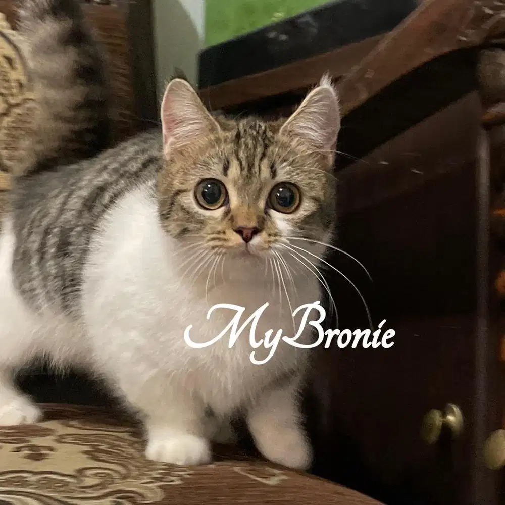 Kucing munchkin british shorthair betina 5 bulan