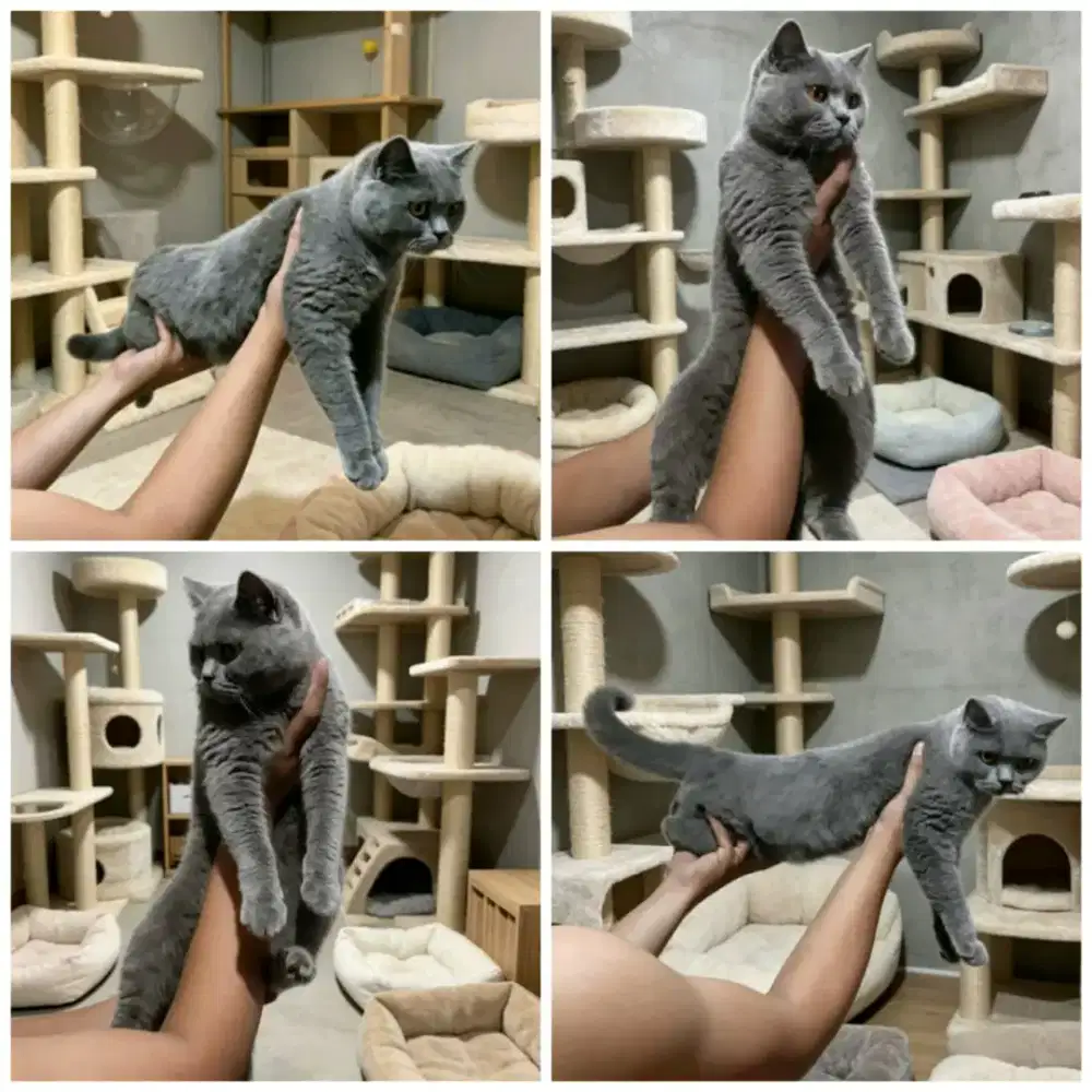 BSH pure (British shorthair)