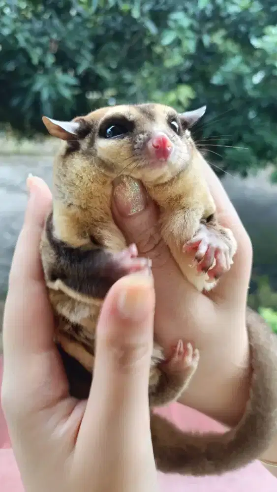 Sugar glider betina 2 bulan