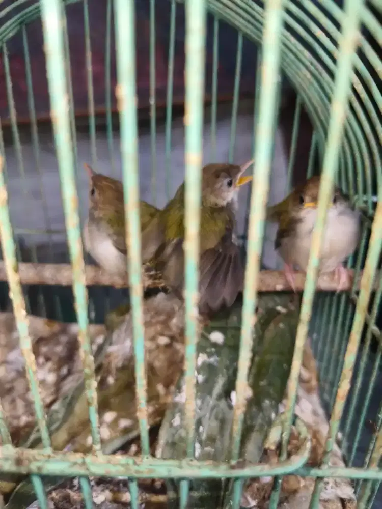 Perenjak bawah anakan