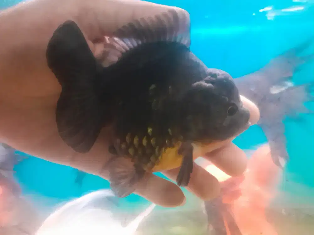 Ikan koki oranda 1ekor