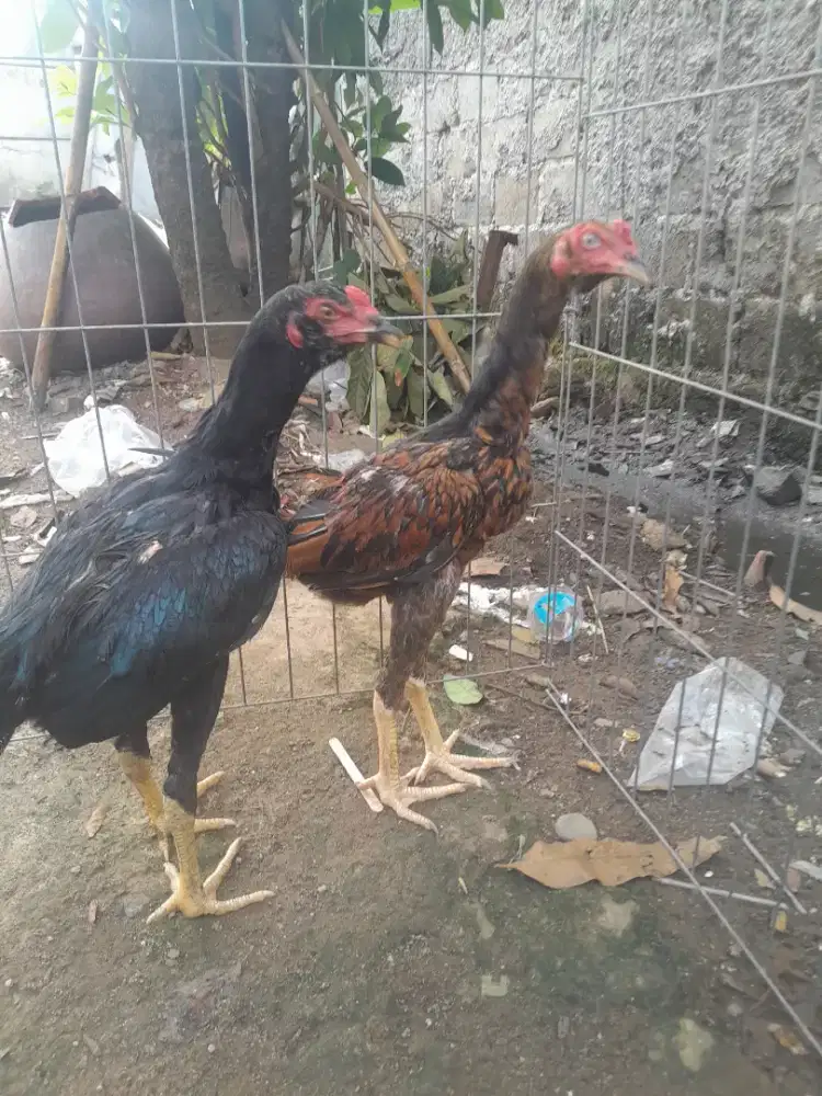 Ayam Bangkok X Pakhoy