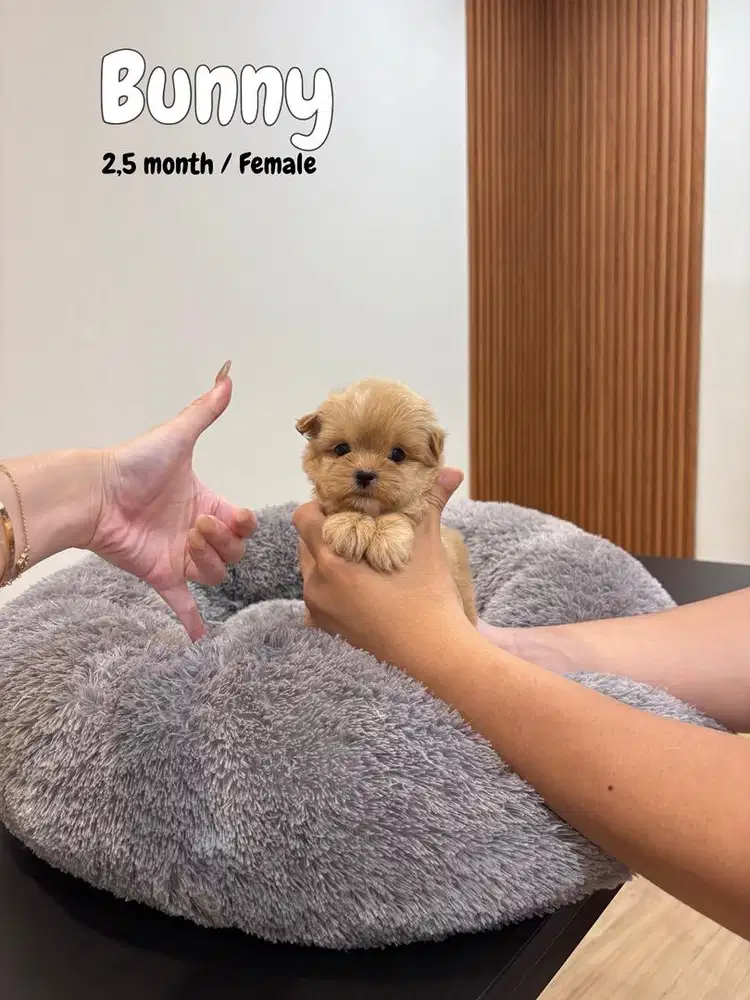 Maltipoo female , maltese poodle pudle maltis anjing doggy lucu shitzu