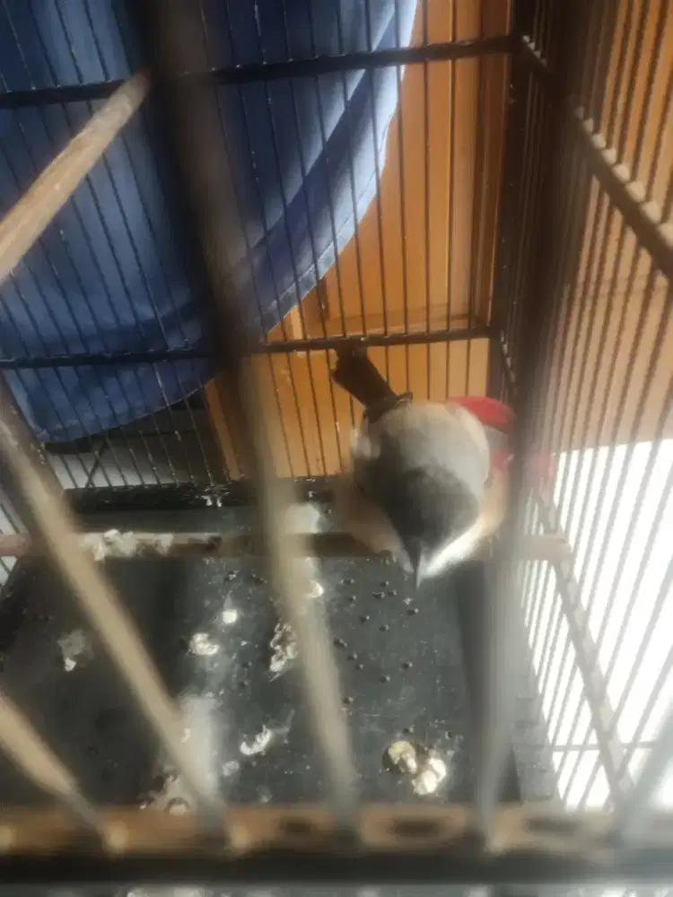 Burung cendet gacor