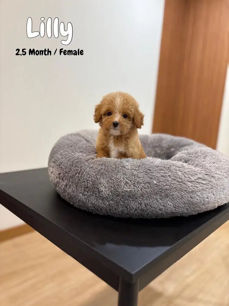 Maltipoo korean female , maltese poodle pudel shihtzu anjing lucu