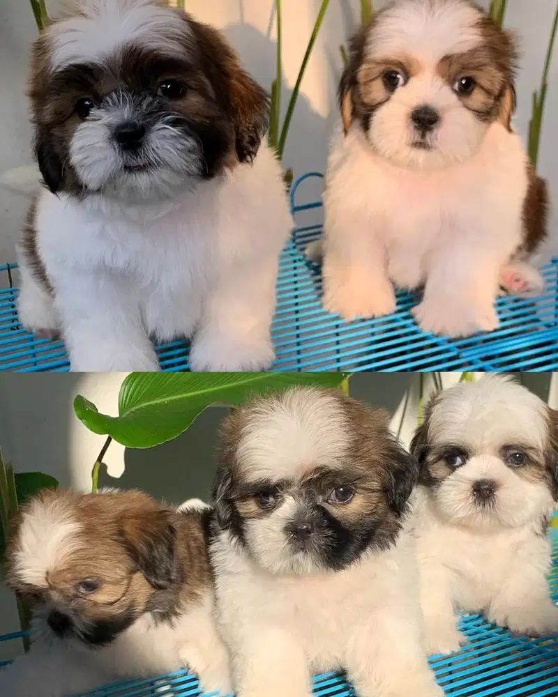 surabaya Anjing shihtzu shih tzu shitzu shitsu sitzhu