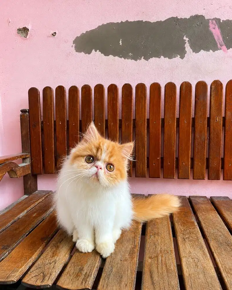 KITTEN PEAKNOSE LONGHAIR BULU KAPAS