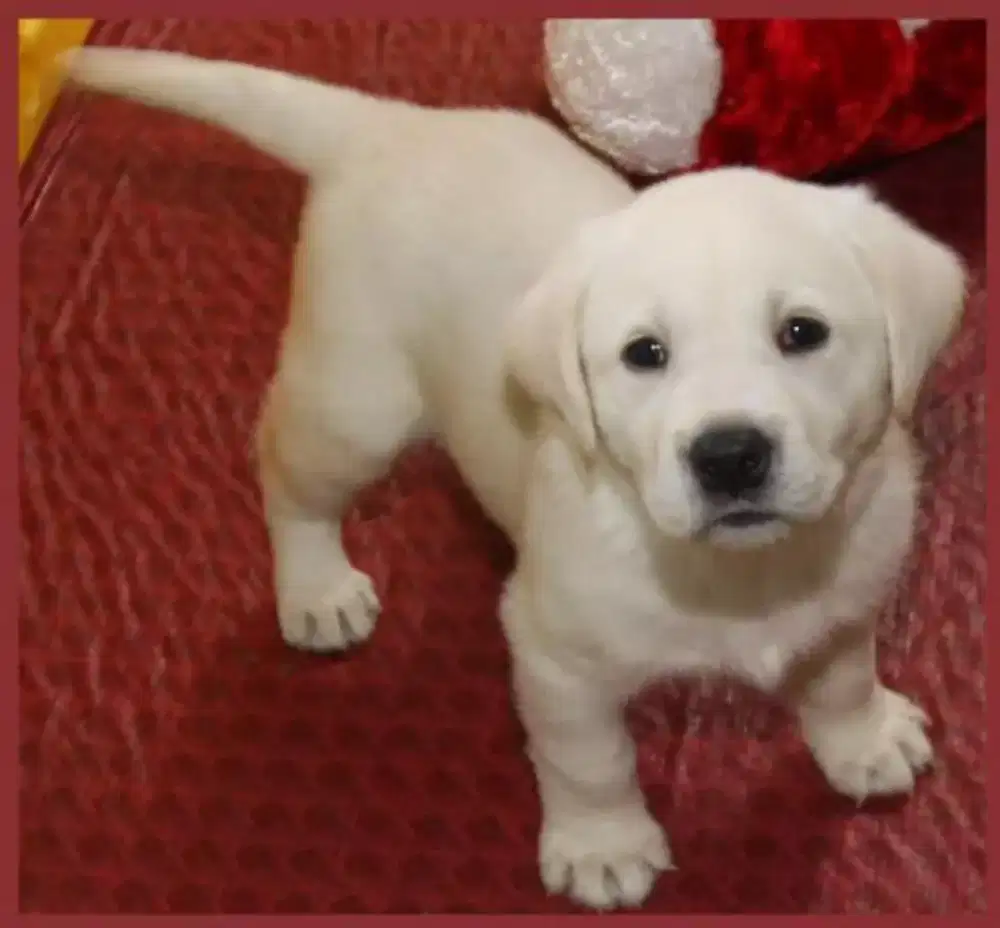 ANJING LABRADOR RETRIEVER
