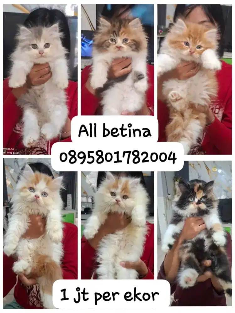 Anak kucing anggora/kitten persia betina /kucing persia betina