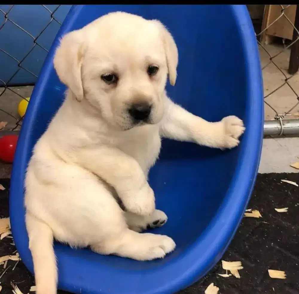 ANJING LABRADOR RETRIEVER