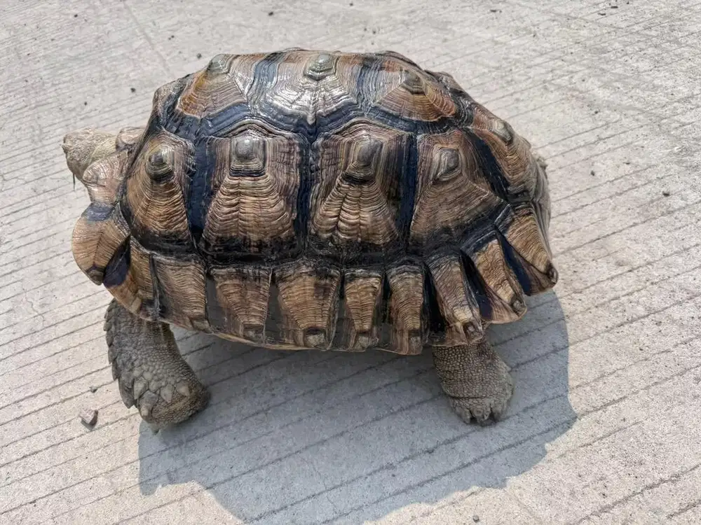 Sulcata betina 54cm
