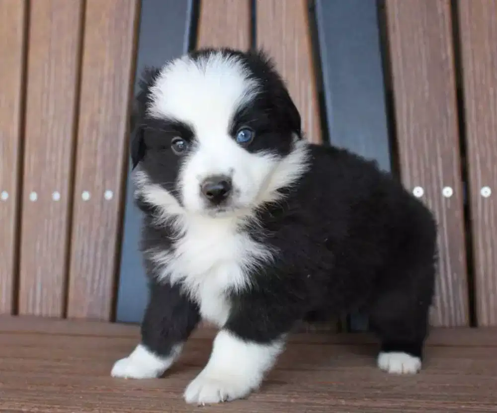 ANJING BORDER COLLIE