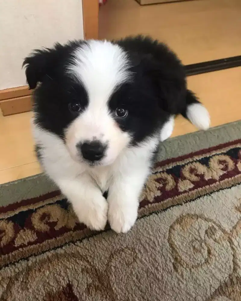 ANJING BORDER COLLIE