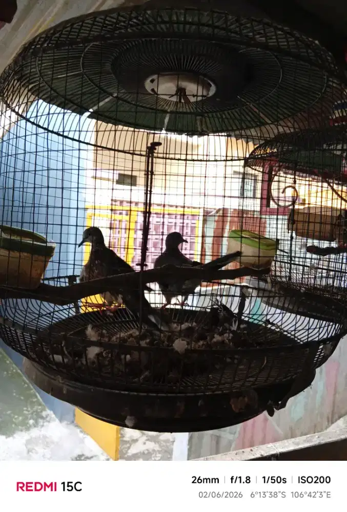 Dijual tekukur kuk 2 sepasang