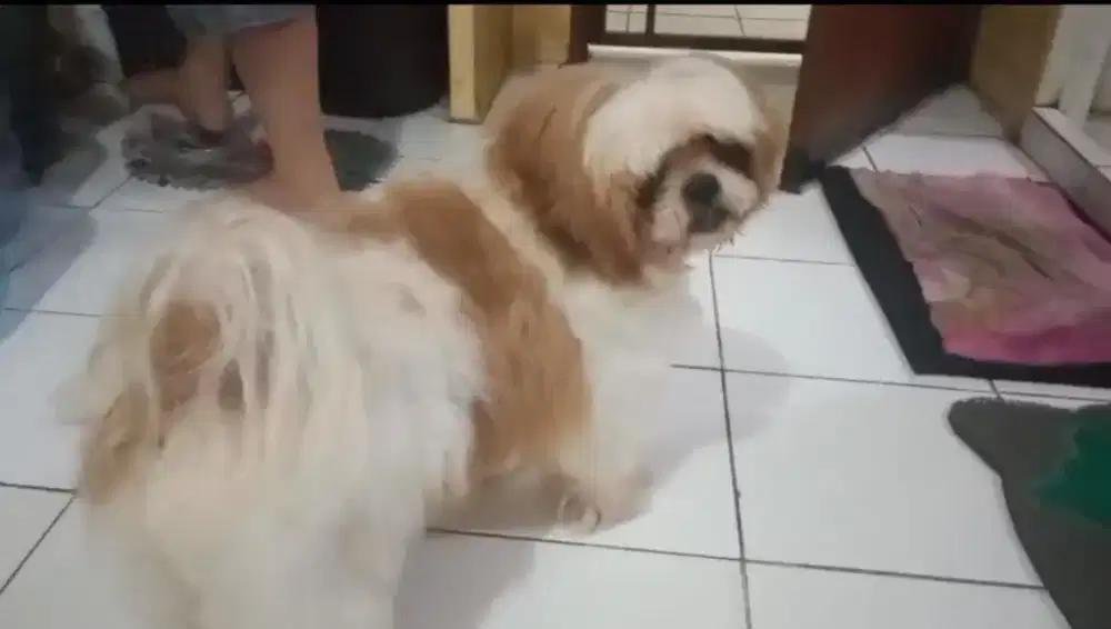 Shihtzu 1.5 tahun ganti pakan