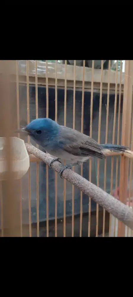 Burung selendang biru