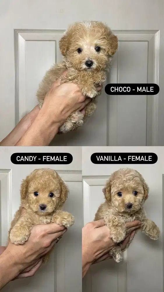 Tiny poodle apricot