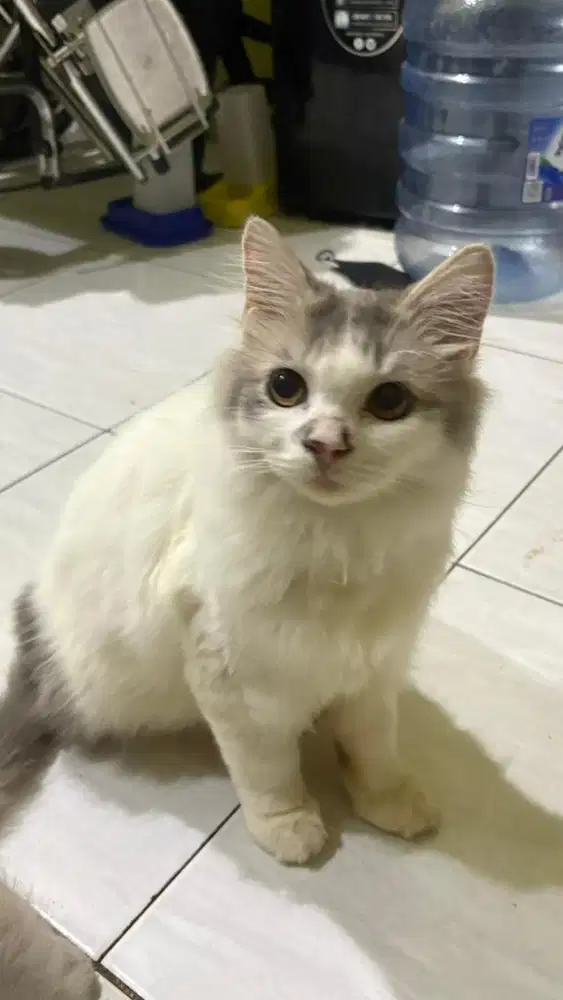 kucing jantan persia mix himalaya
