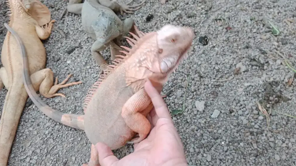 RWD HYPO FEMALE