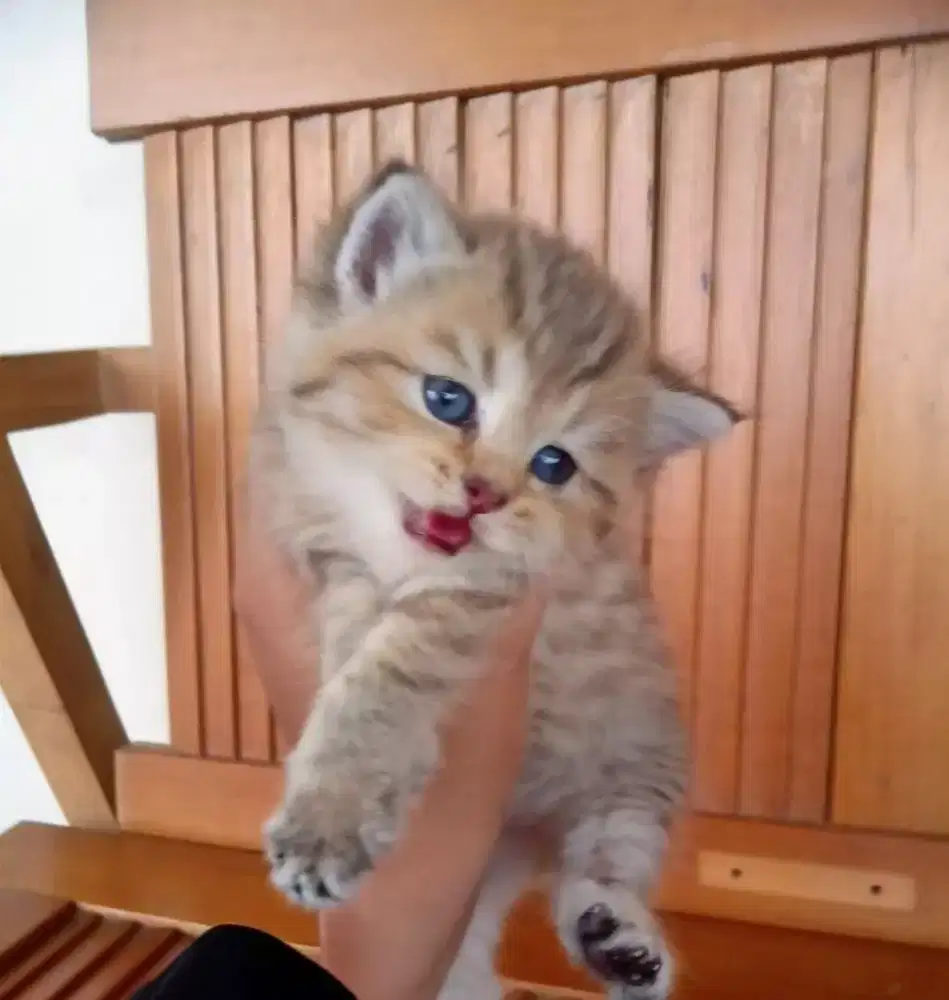 Kucing kitten British shorthair Golden Pure