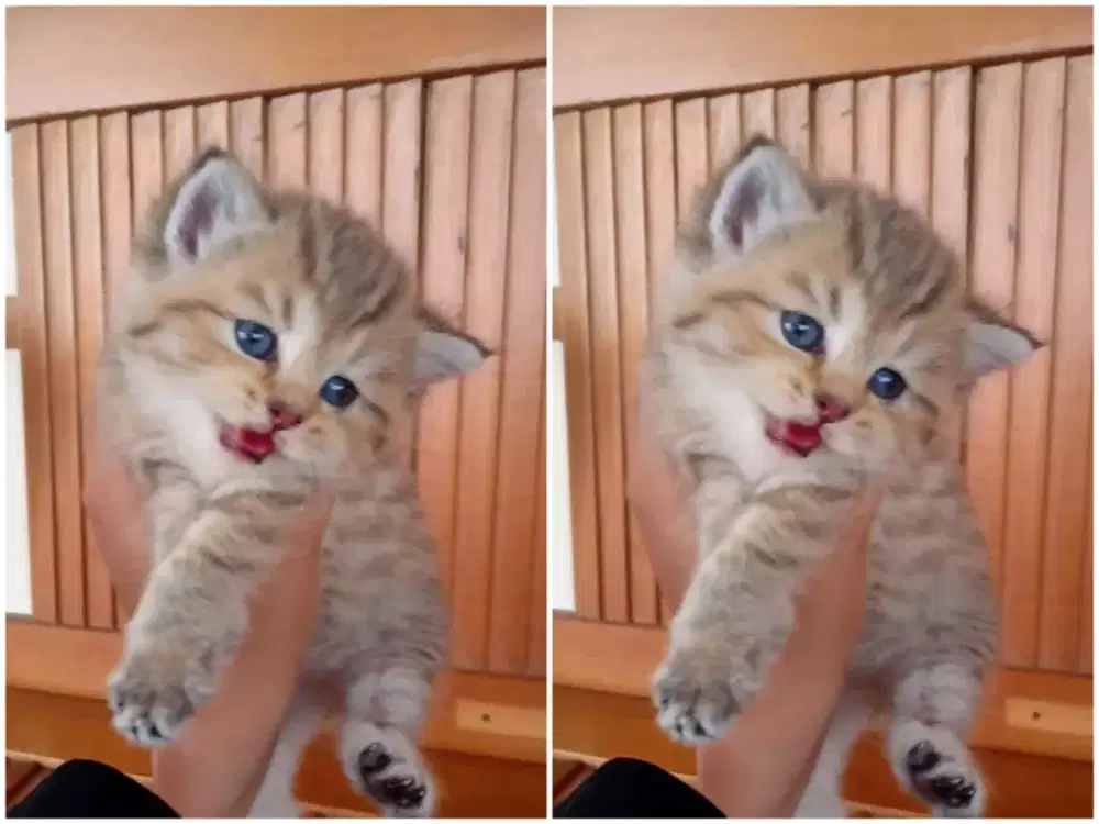 Kucing kitten British shorthair Golden Pure Betina