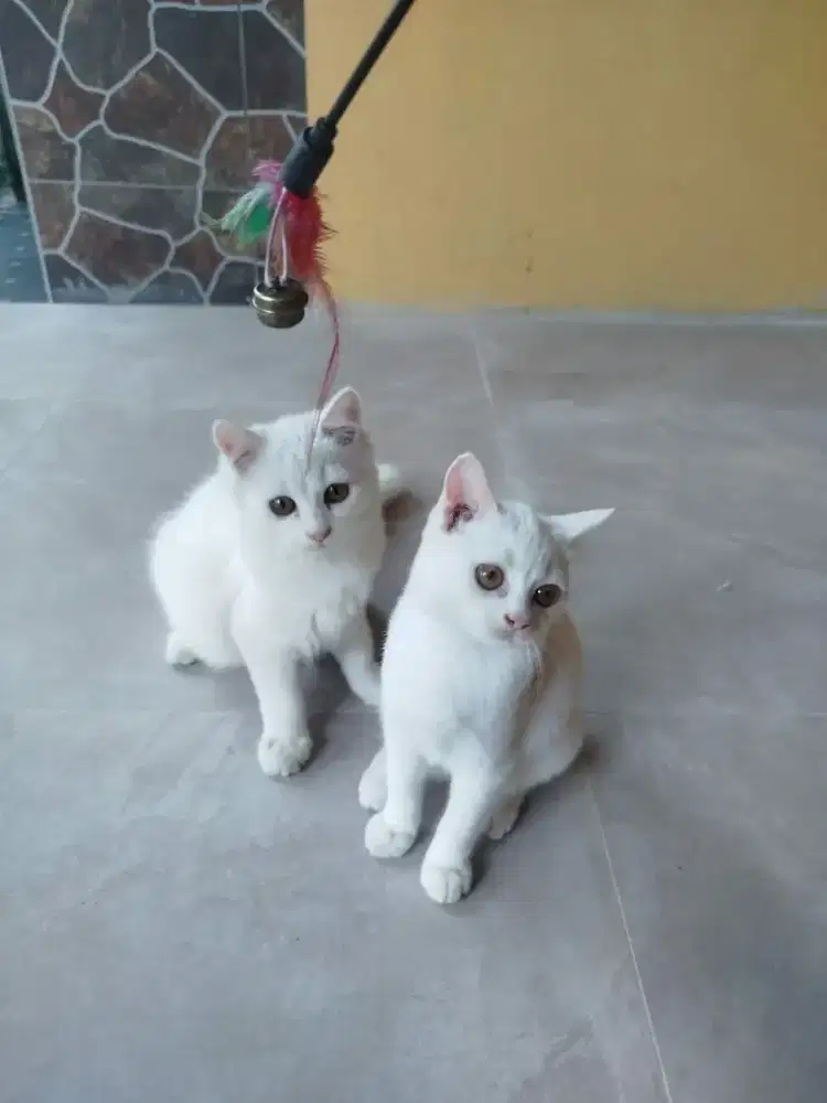Ganti pakan aja