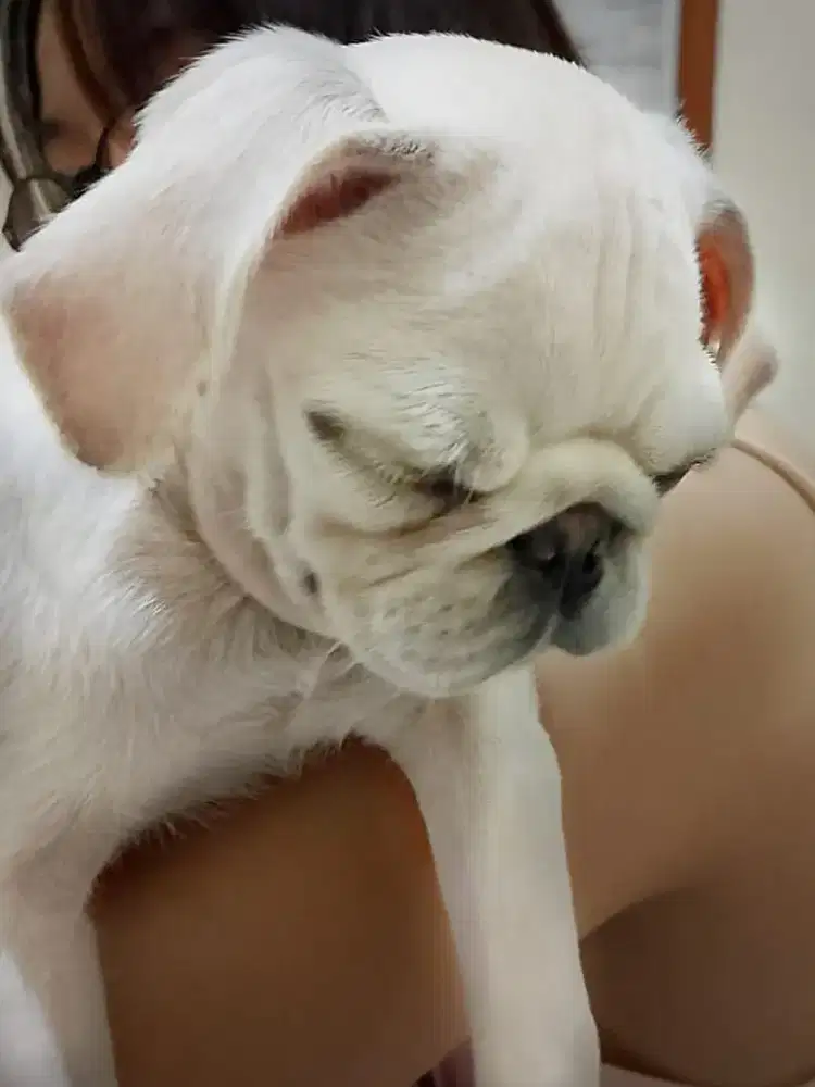 White PUG (RARE COLOUR) jantan stb
