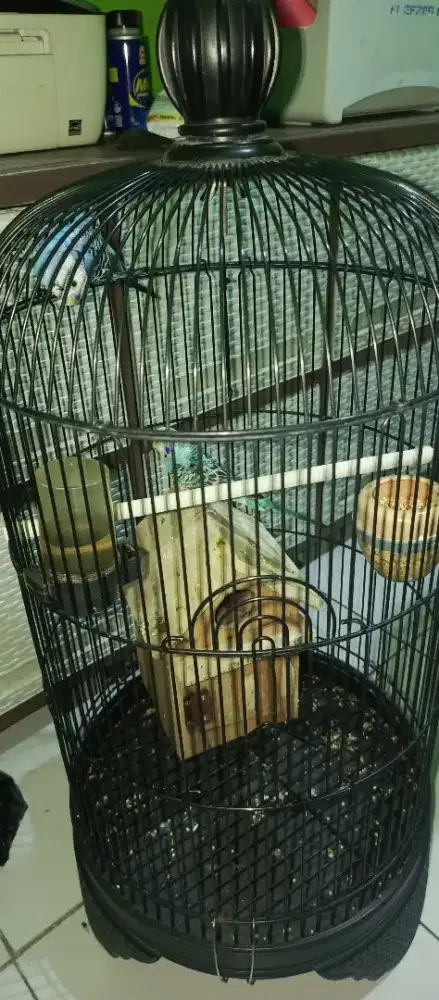 Burung parkit remaja