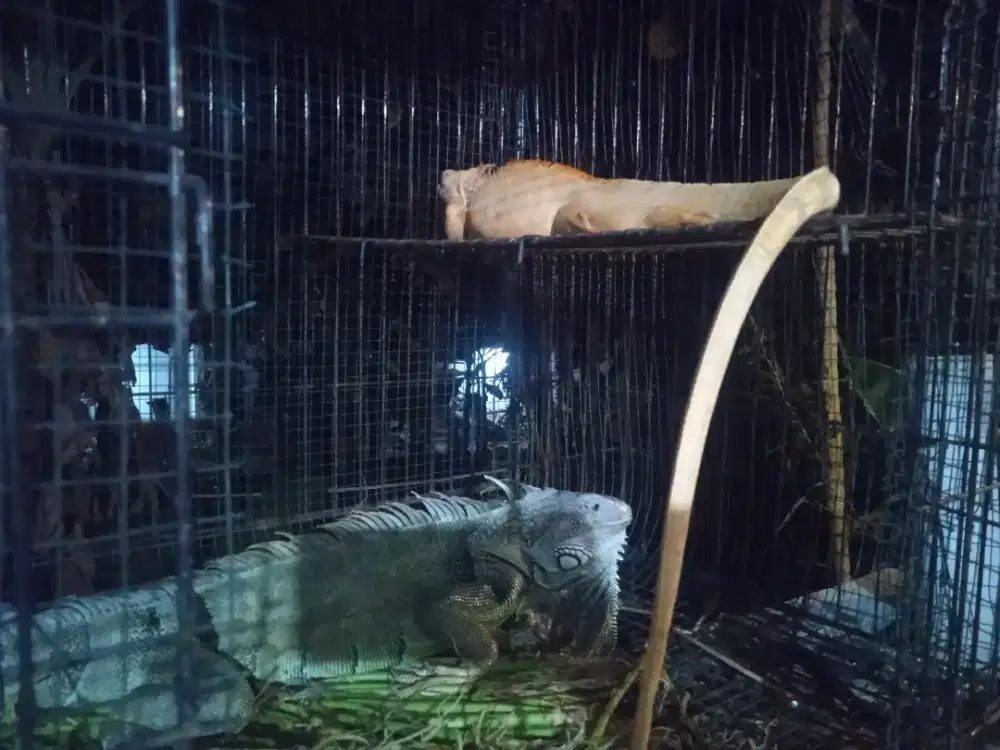 Iguana hijau dan iguana kuning