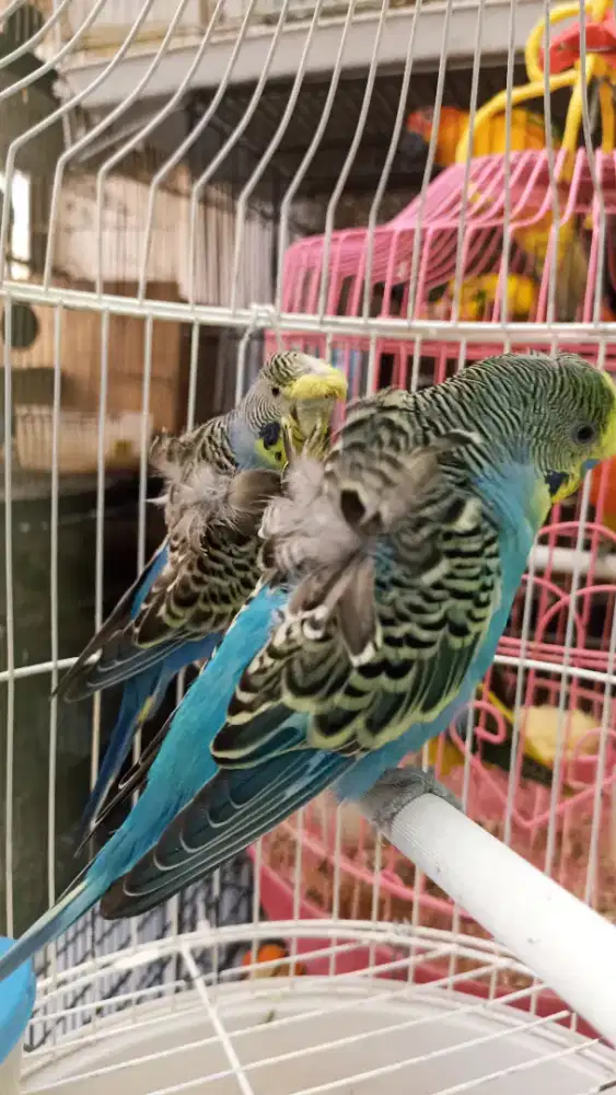 Sepasang parkit Hagoromo