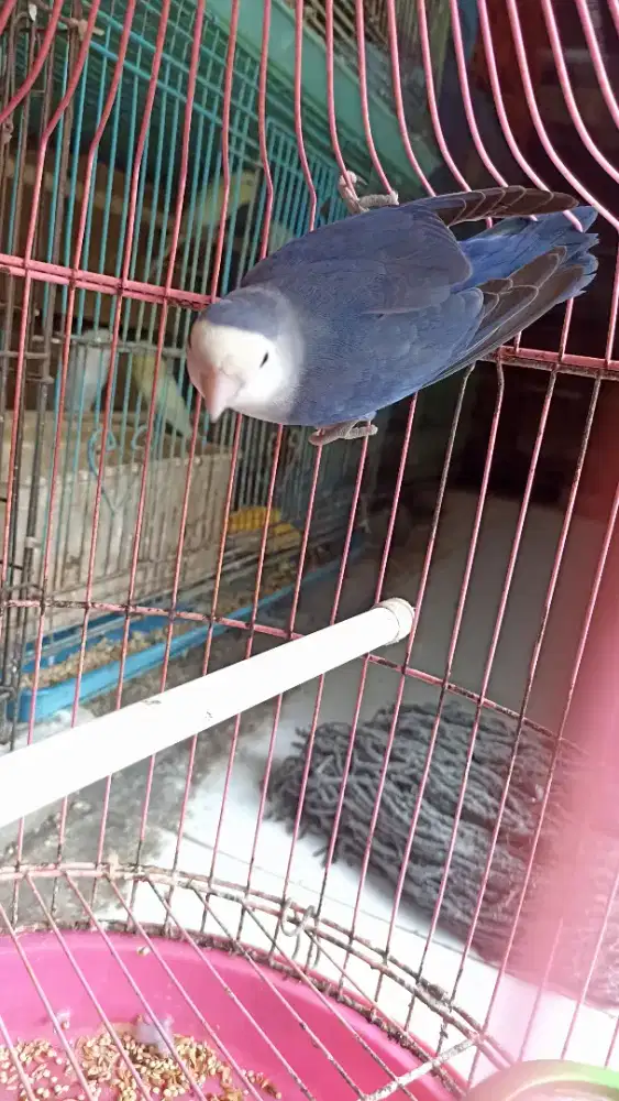 Lovebird NK vio