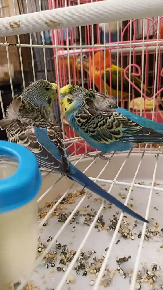 Pasangan parkit Hagoromo